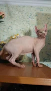 ����. ��� ����� �� ������������ ����