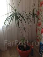 Обменяю Драцену с горшком на коробку птичьего молока