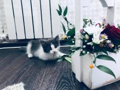 Кошки.