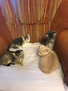 Отдам котят в хорошие руки