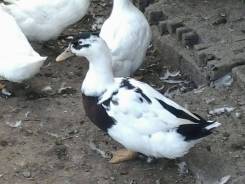 Утки.