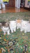Отдам котят .
