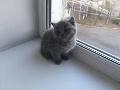 Шотландская кошка.