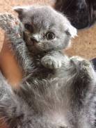 Шотландская кошка.