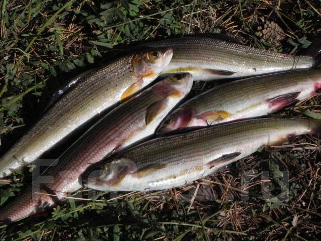 Рыба Хариус - Рыба и морепродукты в Хабаровске