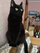 Кошки.