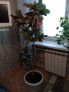 Кротон.