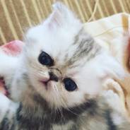 Экзотическая короткошерстная кошка.