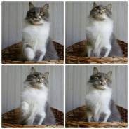 Кошки.