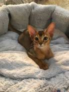 Абиссинская кошка.