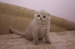 Шотландская кошка.
