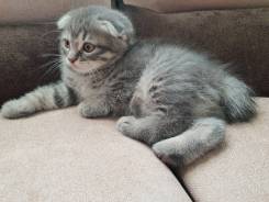 Шотландская вислоухая кошка.