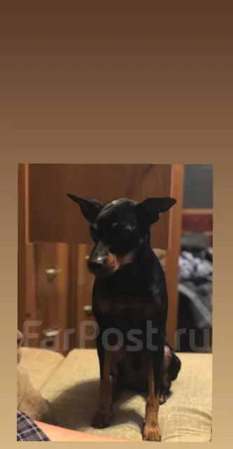 �����������. ����