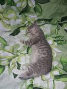 Отдам котика