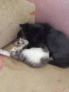 Кошки.