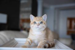 Британская кошка.
