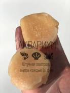 Морской гребешок.