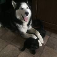 Хаски.