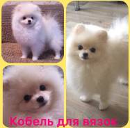 Померанский шпиц.