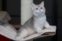 Британская кошка.
