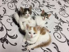 Кошки.