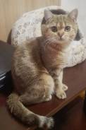 Британская кошка.