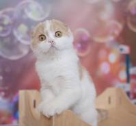Шотландская вислоухая кошка.