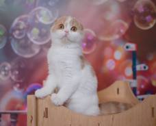 Шотландская вислоухая кошка.