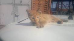 Кошки.