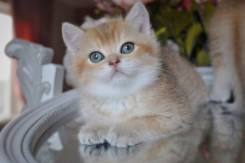 Британская кошка.