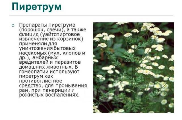 Натуральное средство ЭКО Абсолют Ромашка (Пиретрум) от блох и клещей ...