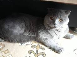 Шотландская вислоухая кошка.