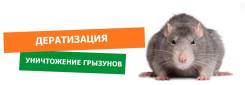 Дератизация – уничтожение грызунов на профессиональном уровне