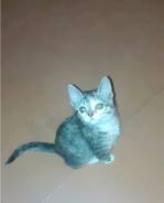 Кошечка