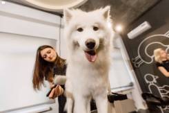 Стрижка собак и кошек, груминг салон "Barberdog"