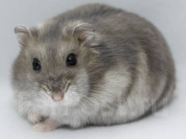 Хомяк джунгарский маленький. Джунгарик отзывы. Джунгарик отзывы. Джунгарик отзывы. Анапа джунгарики.