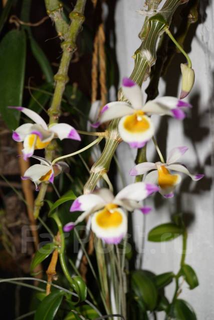 Дендробиум dendr pendulum, в наличии. Цена: 800₽ во Владивостоке