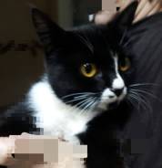 Сибирская кошка.