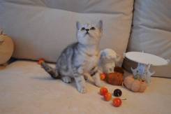 Шотландская прямоухая кошка.