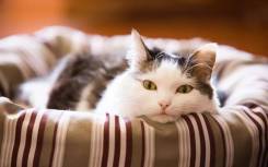 Гостиница для котов и кошек