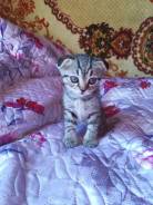 Шотландская вислоухая кошка.