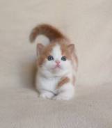 Шотландская кошка.