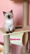 Невская маскарадная кошка. Под заказ