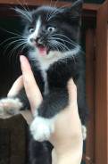 Котята в заботливые руки