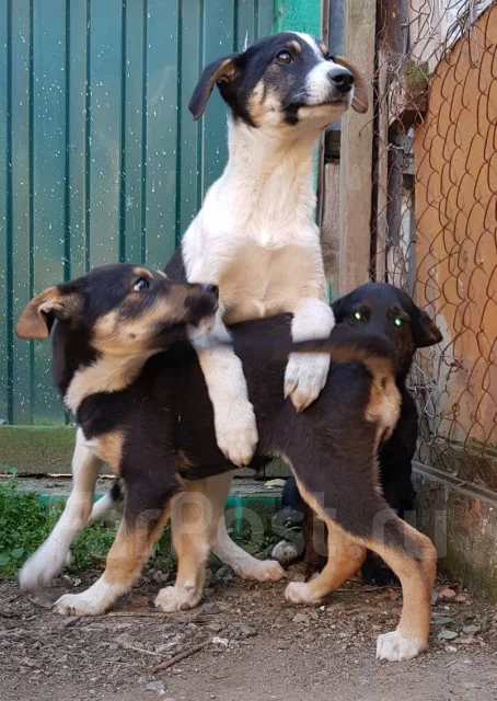 ������. ����