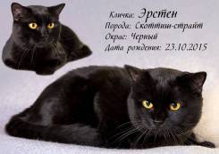 Шотландская прямоухая кошка.