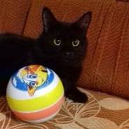 Кошка