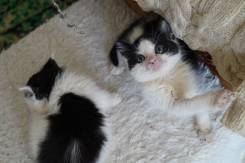 Котята
