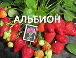 Клубника.