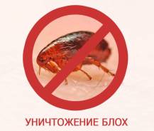 Дезинсекция от блох, профессиональная обработка